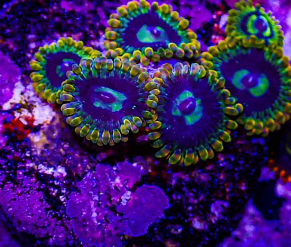 UC Rainbow Yoda Zoas -172.JPG