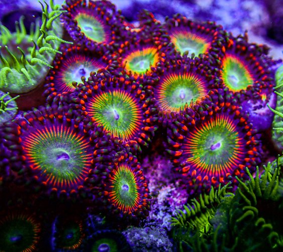 UC Bowser Zoa Colony .JPG