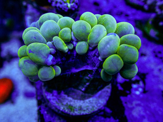 UC Branching Bubble Coral .JPG