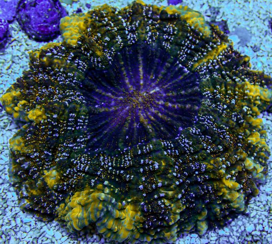 UC Razzle Dazzle Acanthophylia -346.JPG