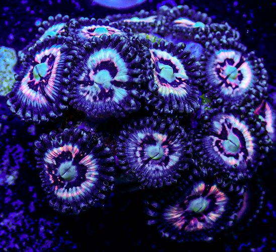 UC pink solstice zoa -327.JPG