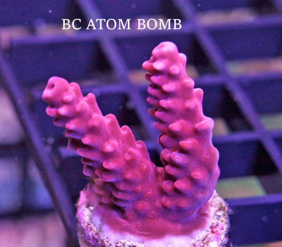 BC ATOM BOMB.A..JPG