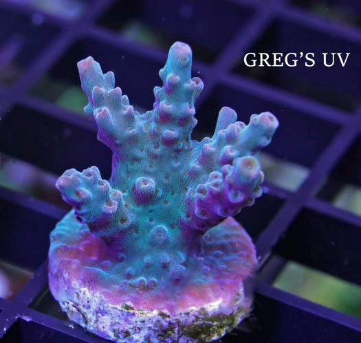 GREGS UV.JPG