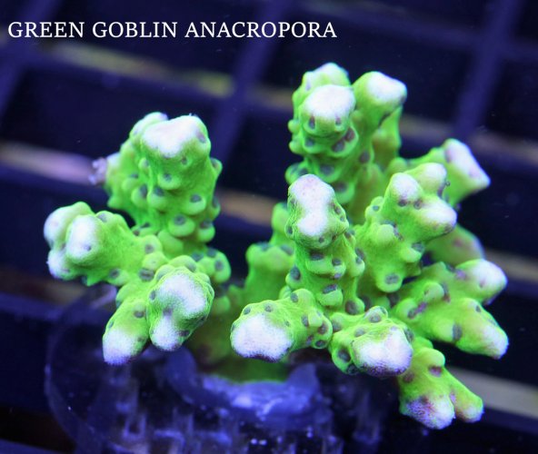 GREEN GOBLIN ANACROPORA.JPG