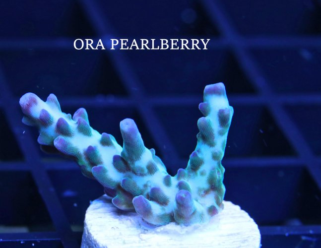 ORA PEARLBERRY.JPG