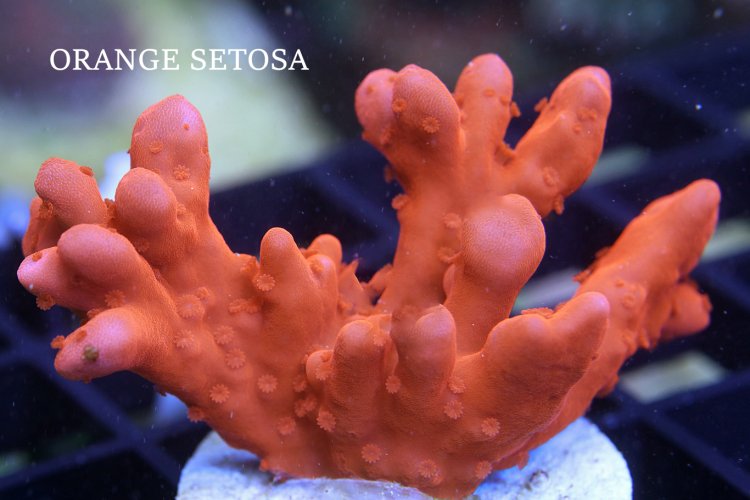 ORANGE SETOSA.JPG