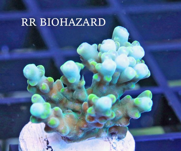 RR BIOHAZARD.JPG