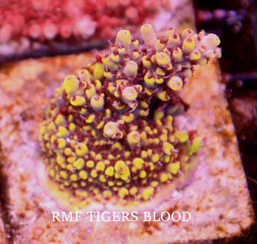 RMF TIGERS BLOOD.JPG