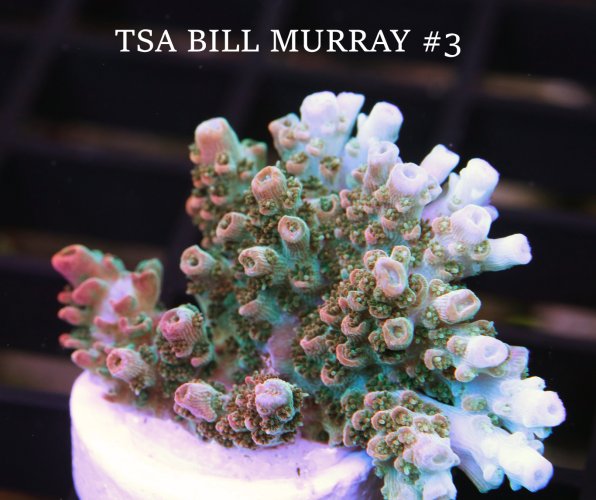 TSA BILL MURRAY.c.JPG