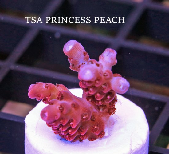 TSA PRINCESS PEACH.JPG