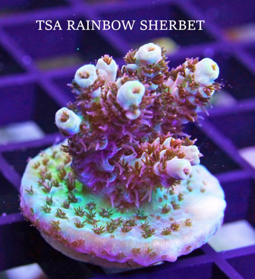 TSA RAINBOW SHERBET,2.JPG