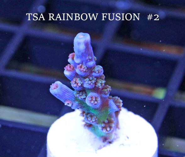 TSA RAINBOW FUSION.2..JPG