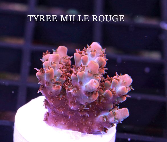 TYREE MILLE ROUGE.JPG