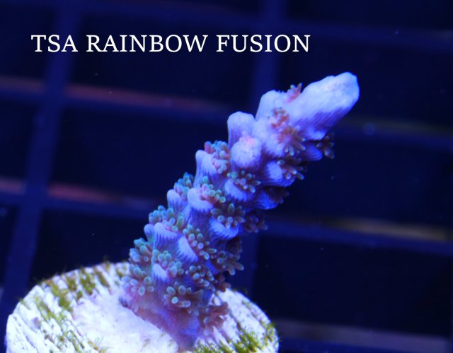 TSA RAINBOW FUSION.C.JPG