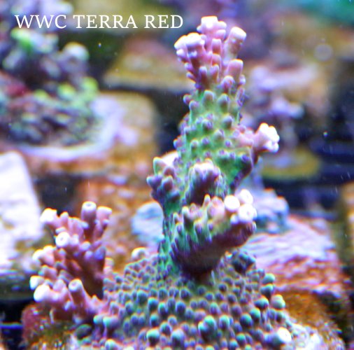 WWC TERRA RED.JPG