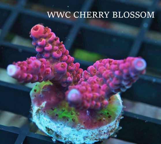 WWC CHERRY BLOSSOM.2.JPG