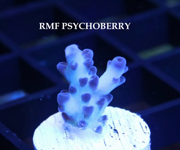 RMF PSYCHOBERRY.JPG