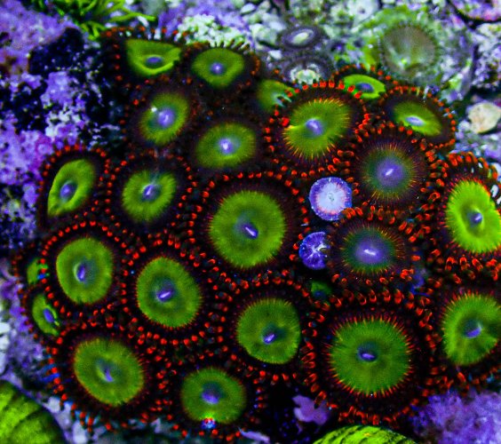 UC Candy Apple Zoa Colony -347.JPG