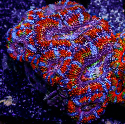 UC Rainbow Acan-383.JPG