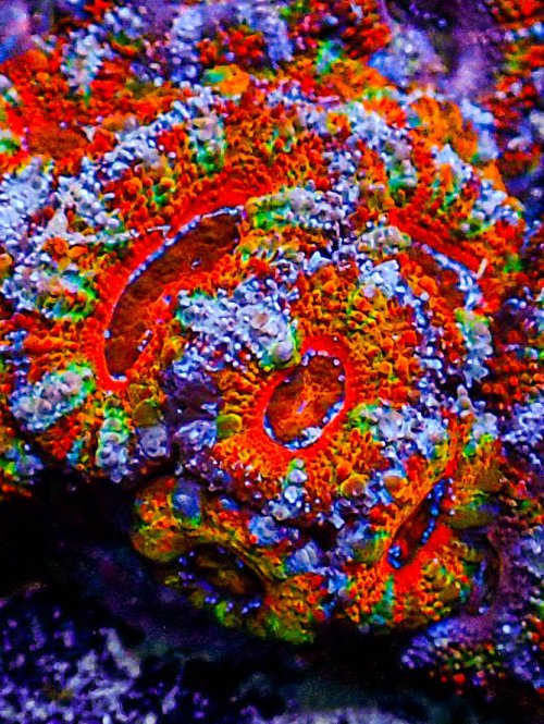 UC Rainbow Acan-385.JPG