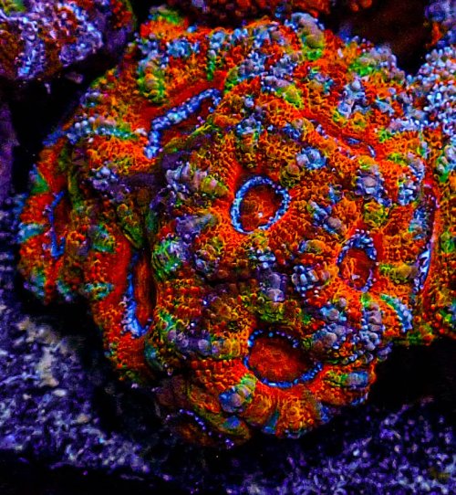 UC Rainbow Acan-386.JPG