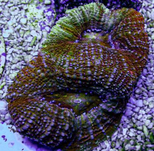 UC Copperhead Acan Bowerbanki .JPG