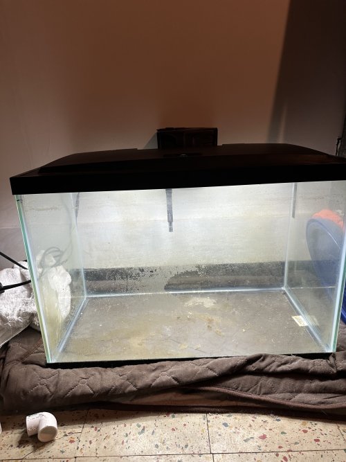 29 Gal.jpg