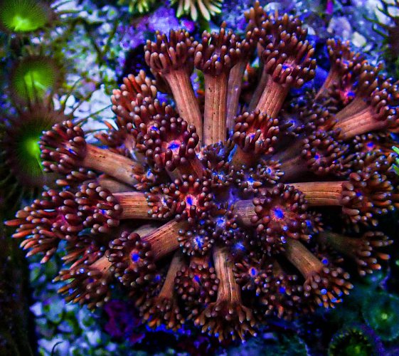 UC Copperhead Gonipora Colony .JPG