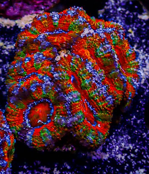 UC Rainbow Acan-381.JPG