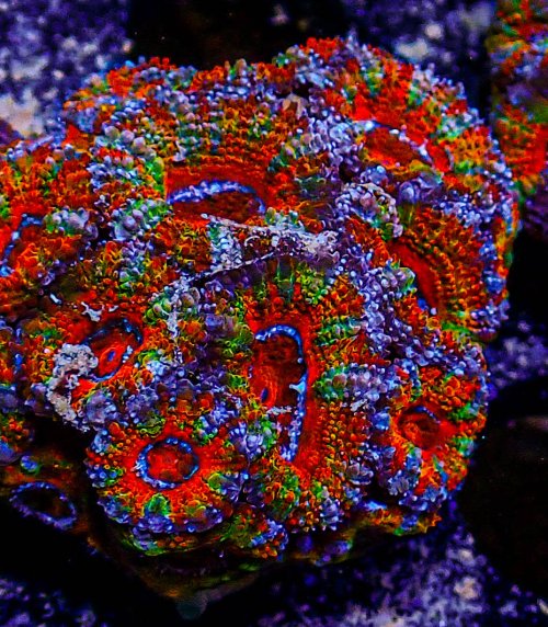 UC Rainbow Acan-382.JPG