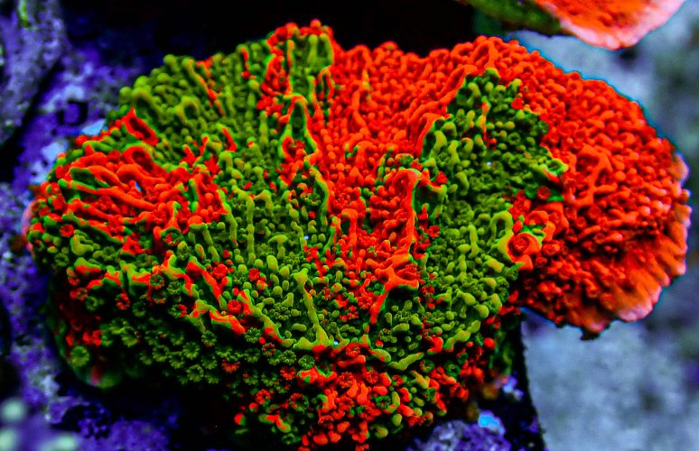 UC Extreme Grafted Montipora -177.JPG