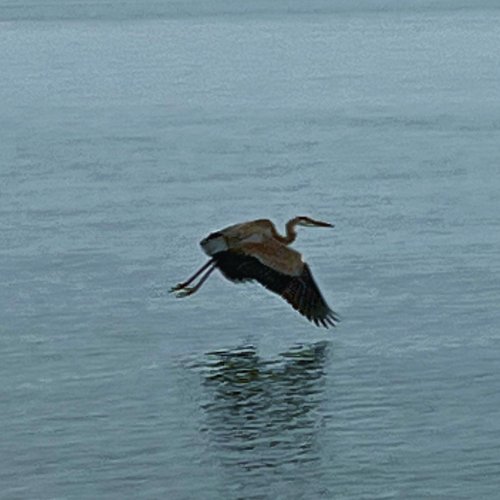 Flying Heron.jpeg