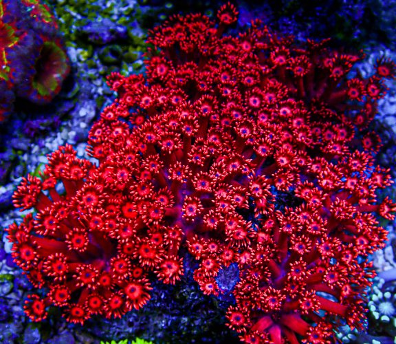 XLG Ultra Red Gonipora Colony .JPG