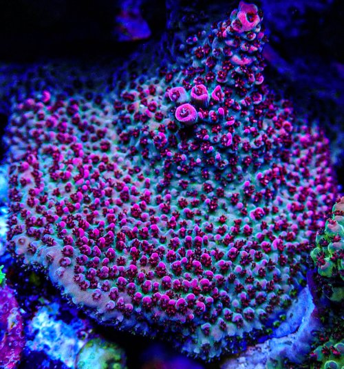 UC Strawberry Fields Acro Colony .JPG