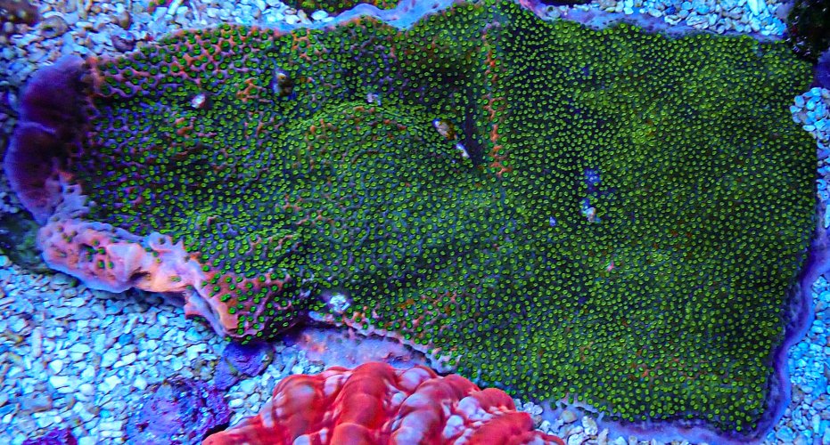 XLG RR Tropic Thunder Montipora Colony -163.JPG