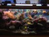 fisheye-peter-hanging-corals.jpg