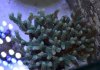 green birdsnest.jpg
