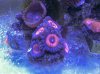 razor zoas.jpg