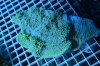 Montipora Wild (1).jpg