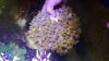 yellow polyps.jpg