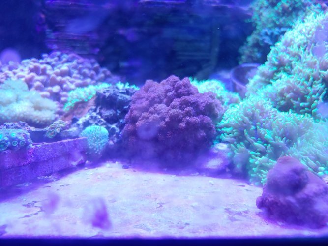 Coral.jpg