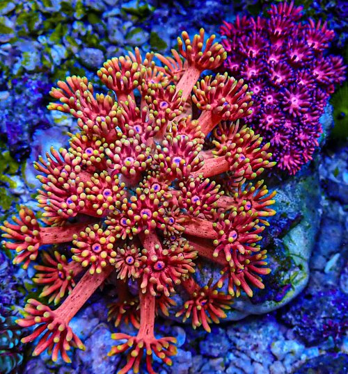 UC Rainbow Gonipora Garden -214.JPG