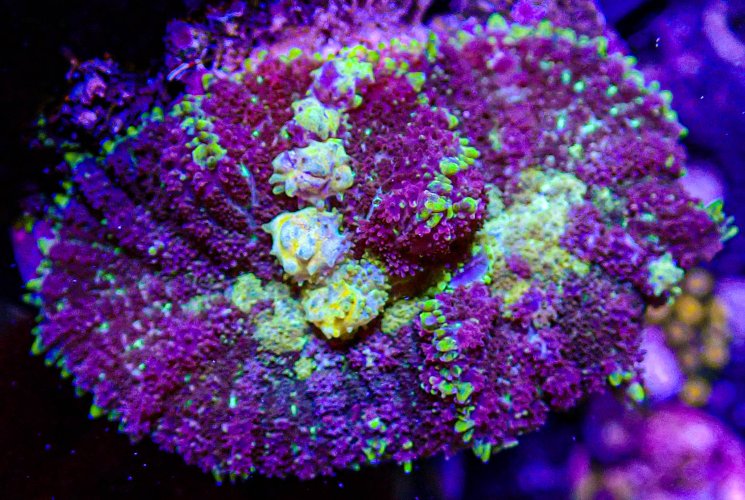 DBZ Bounce Mushroom -206.JPG