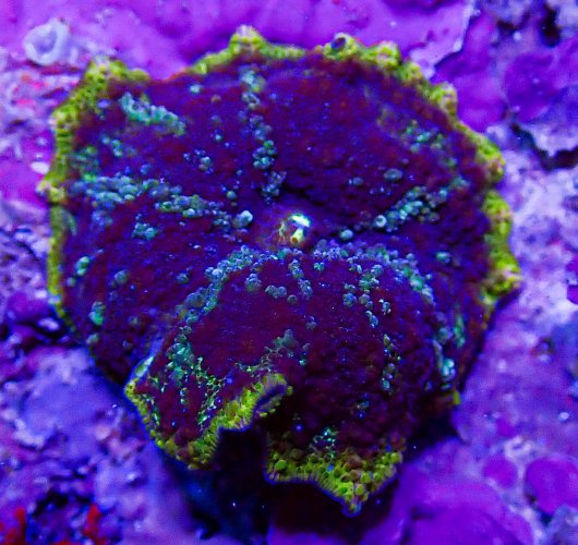 UC Lightning Strike Mushroom 1 .JPG
