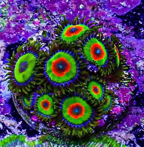 Rasta Zoas-223.JPG