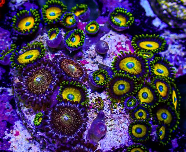 Scrambled Eggs Zoa Mix -210.JPG