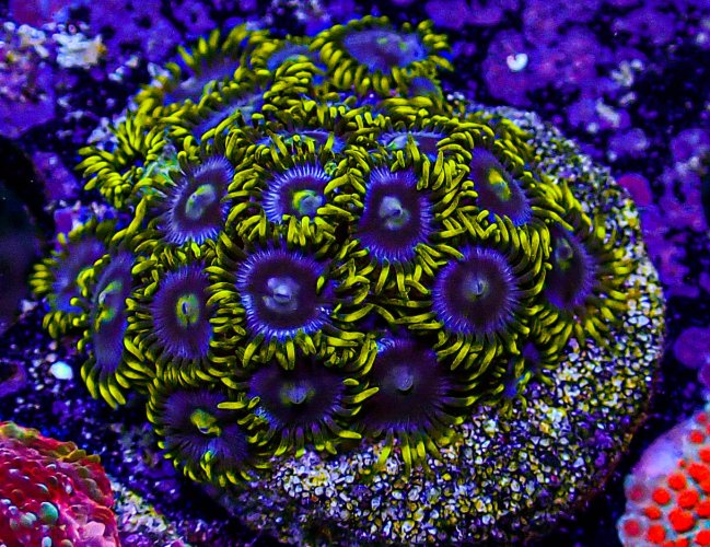 UC Blueberry Fields Zoas -214.JPG