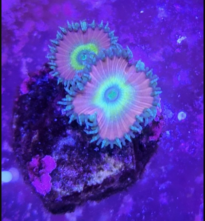 1702349104467.png 1702349104467.png