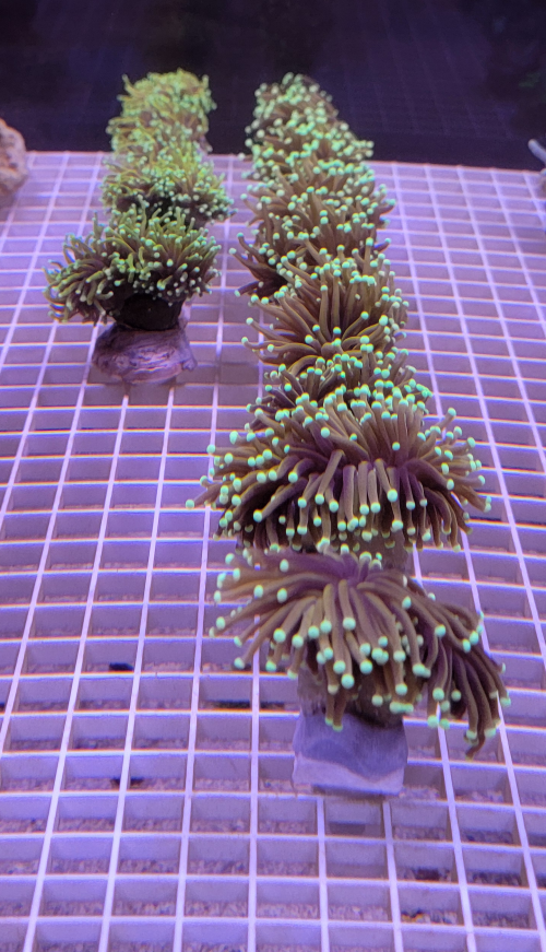 Torch Frags 2.png Torch Frags 2.png