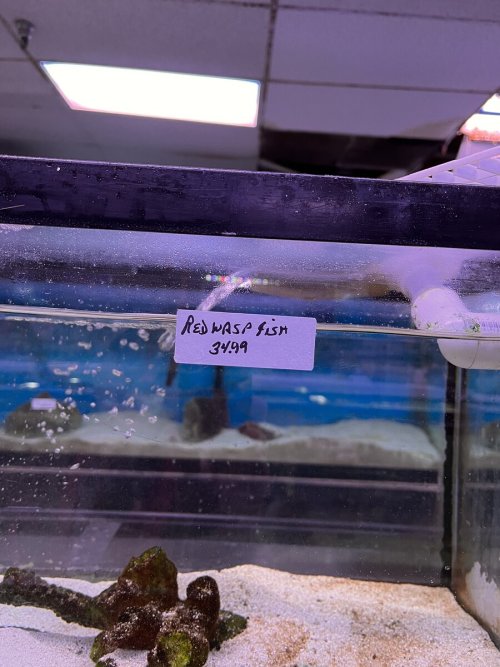 Waspfish sign.JPG